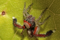 Une saltique. Un mle (Araneae - Salticidae - Saitis barbipes)